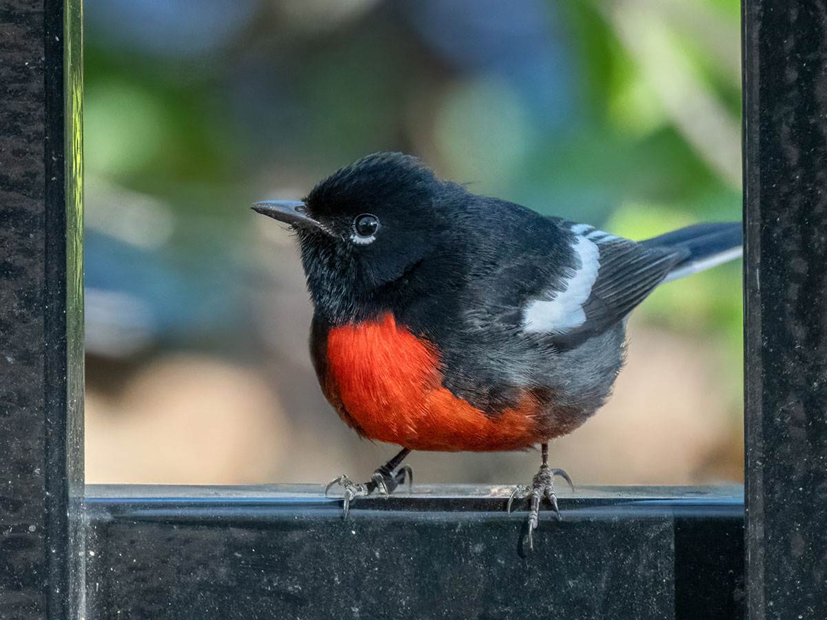 A Painted Redstart is perched on a metal frame
