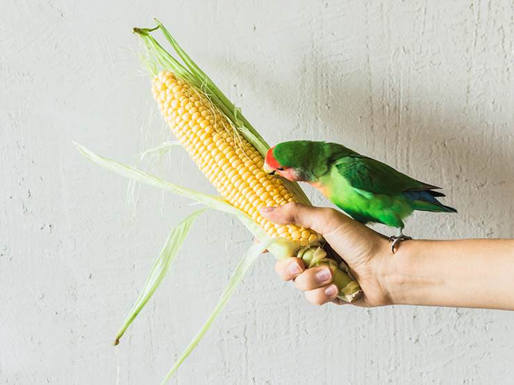 A parrot eating unpopped popcorn or corn kernels