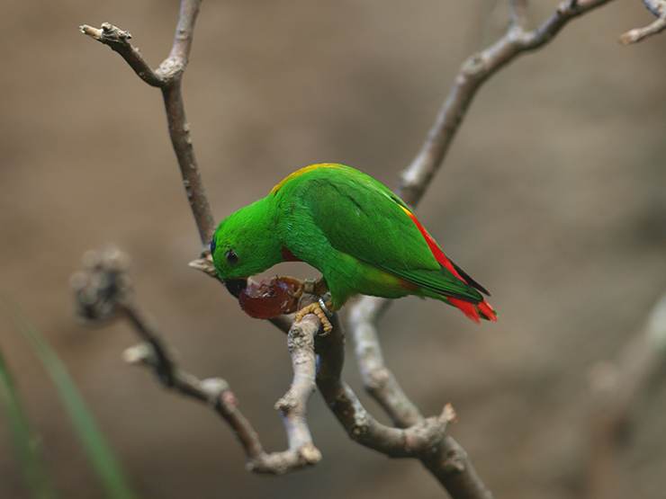 Blue-crowned hanging parrot perched on a tree branch eating grape