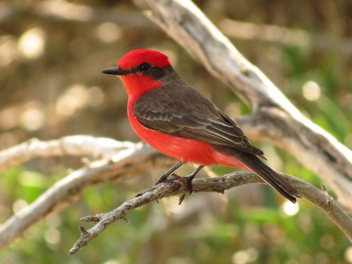 red birds in Arizona