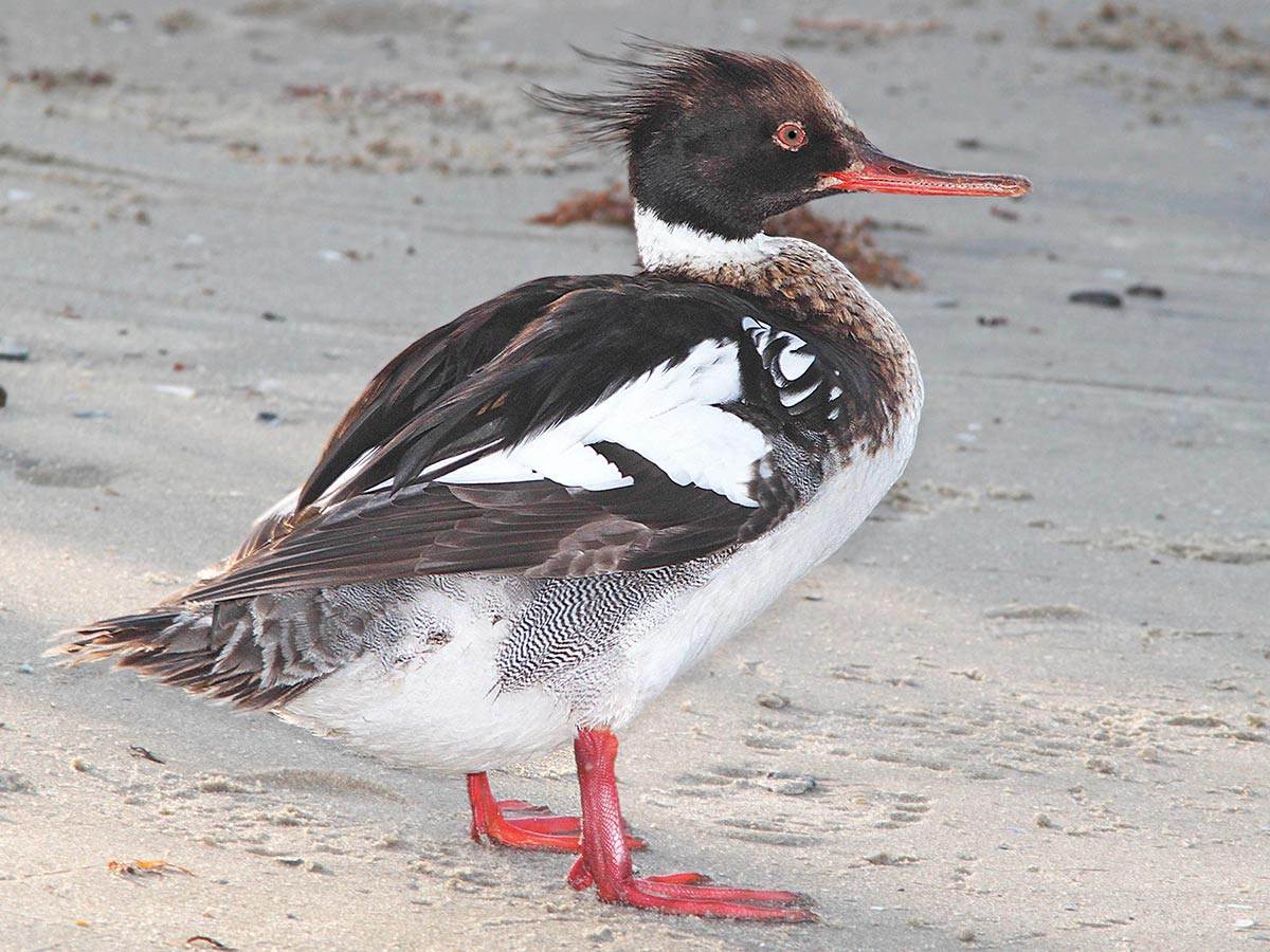 A Red-breasted Merganser is standing on the sand