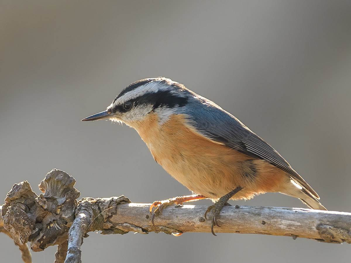 A Red-breasted Nuthatch is perched on a dry branch