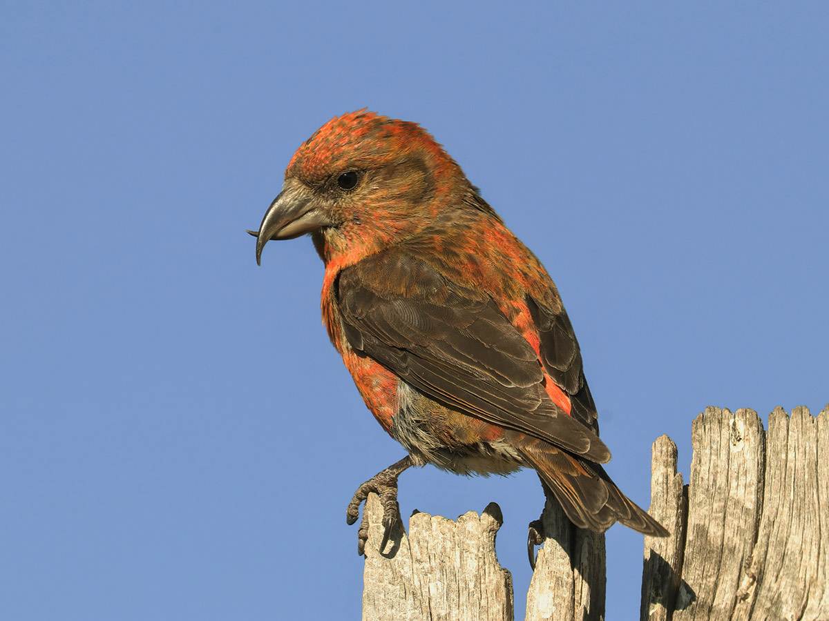 A Red Crossbill is perched on wooden fence