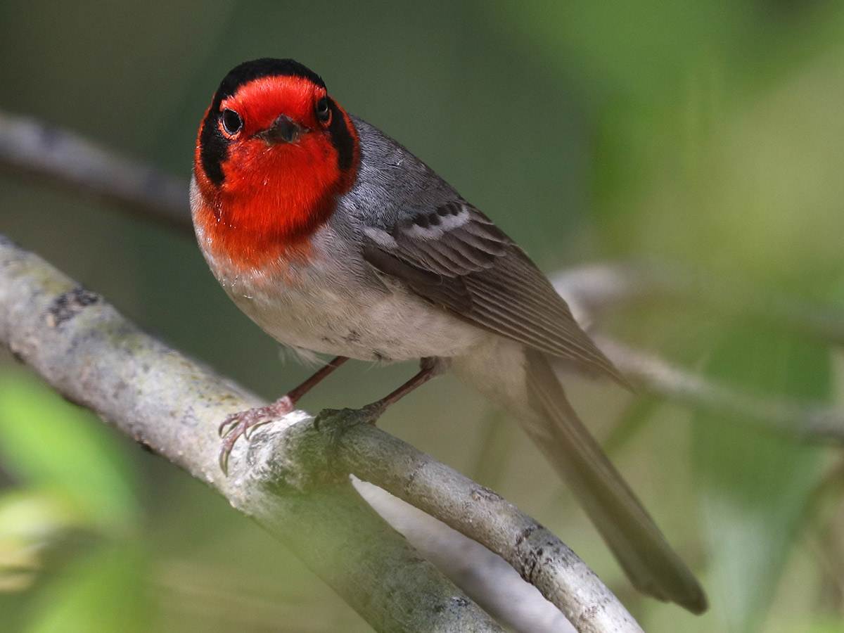 A Red-faced Warbler is perched on a branch
