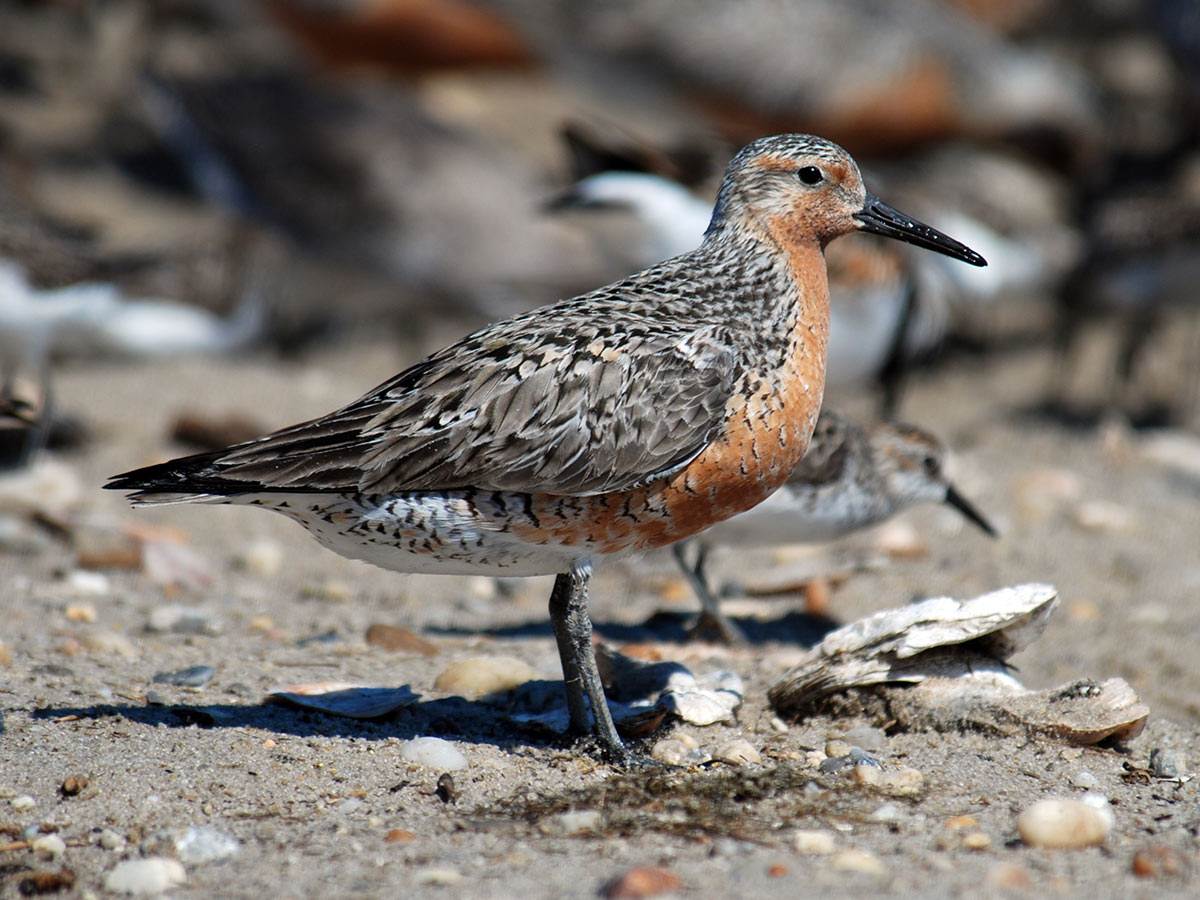 A Red Knot on sand
