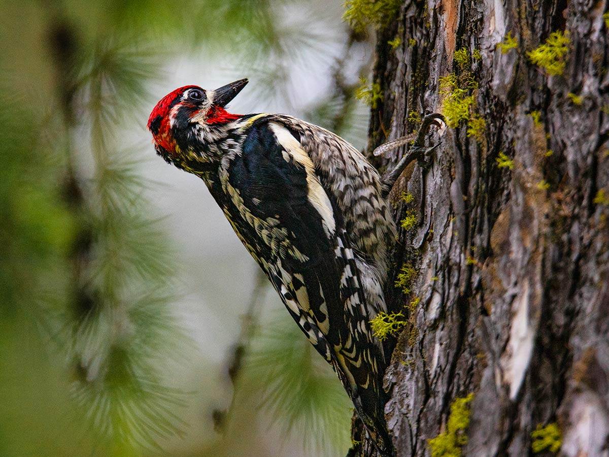 A Red-naped Sapsucker is perched on a tree for saps