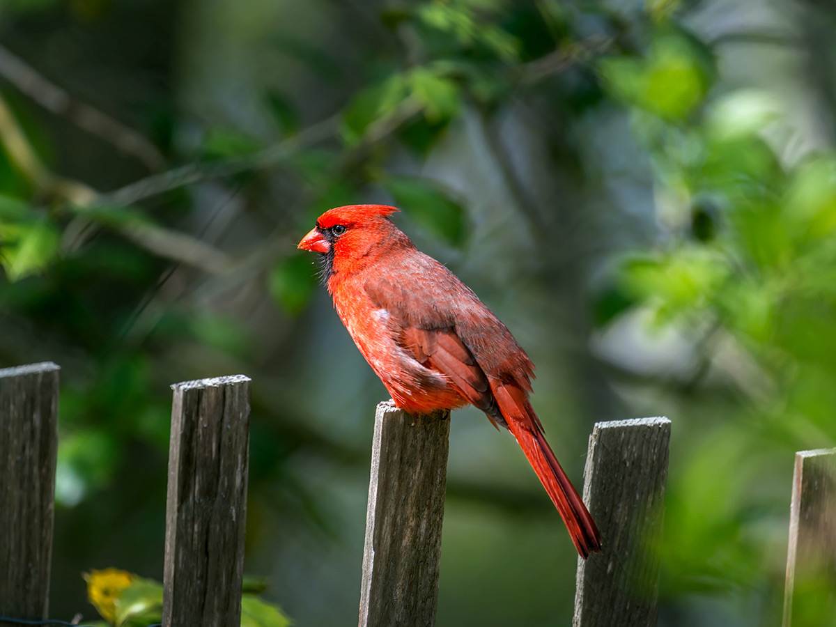 A male northern cardinal perched on a wooden fence in the backyard