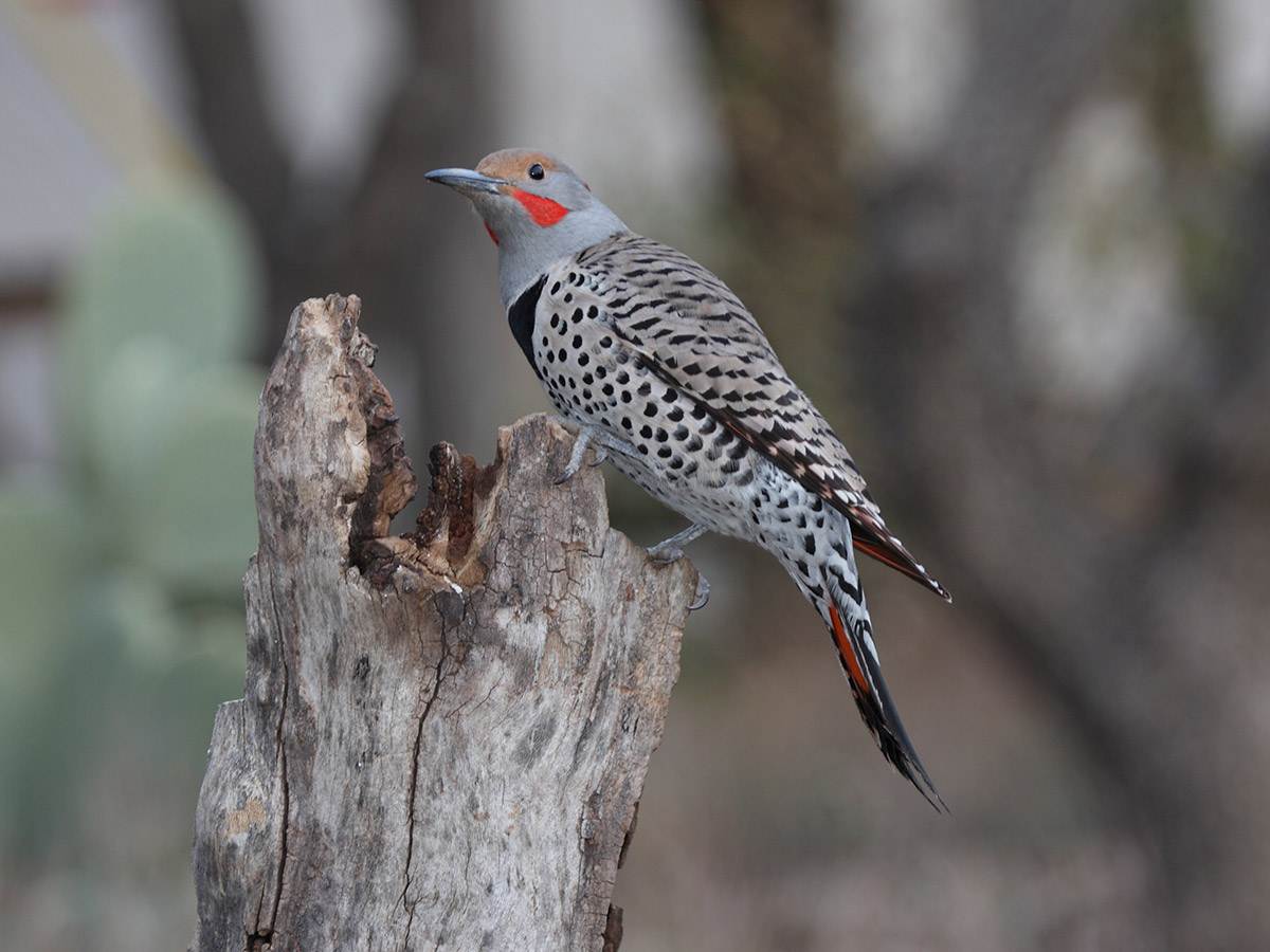 A Red-shafted Flicker is perched on a wood log