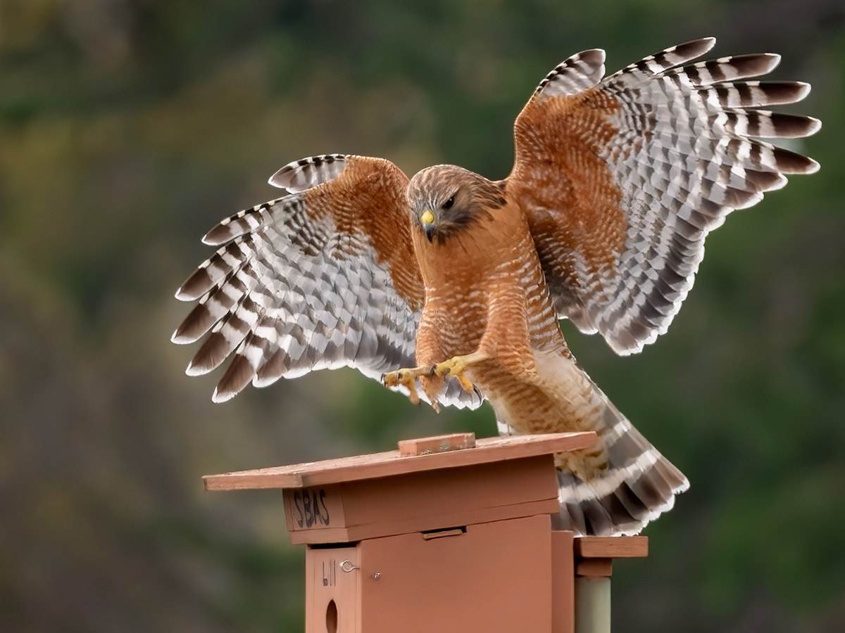 A Red-shouldered Hawk is landing on a box