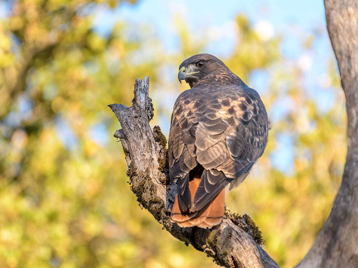 A Red-tailed Hawk is perched on a tree branch