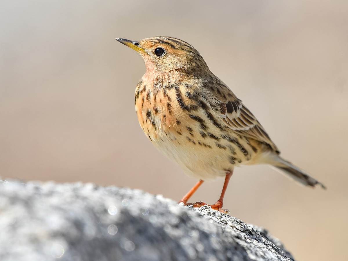 A Red-throated Pipit is perched on a rock