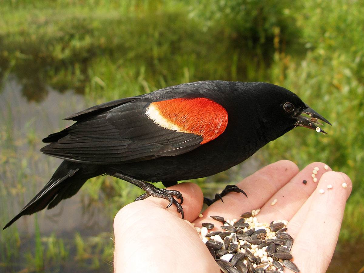 A Red-winged Blackbird is feeding on seeds from a human hand