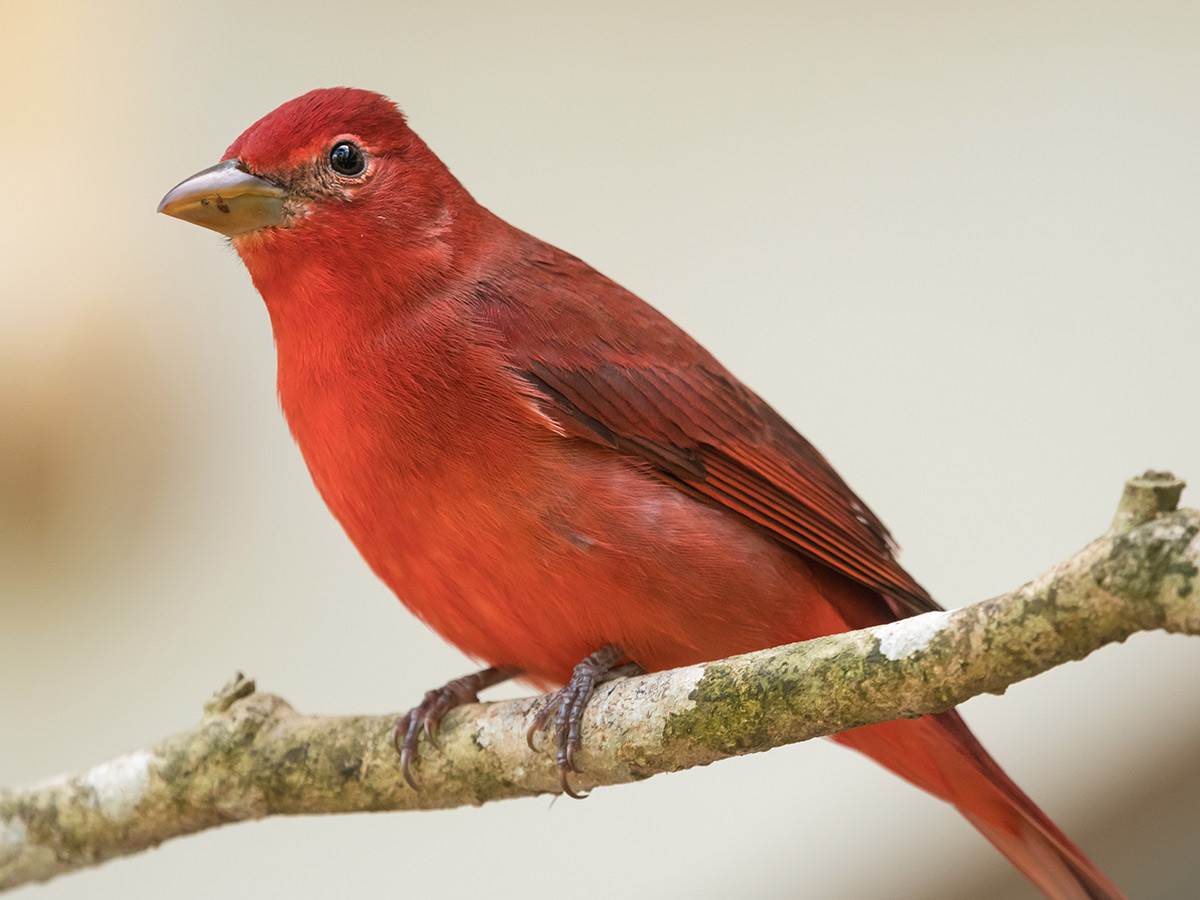 A male Summer Tanager perched on a branch