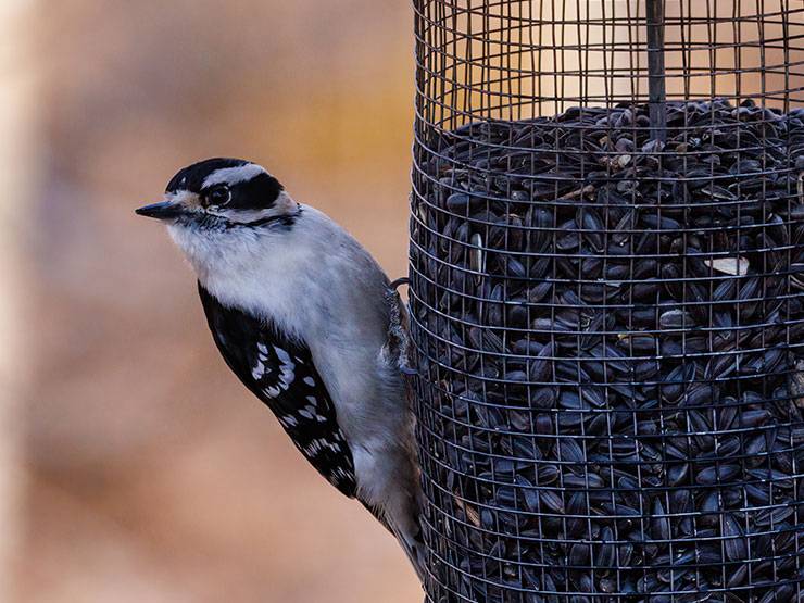 Downy woodpecker perched on a bird feeder with sunflower seeds