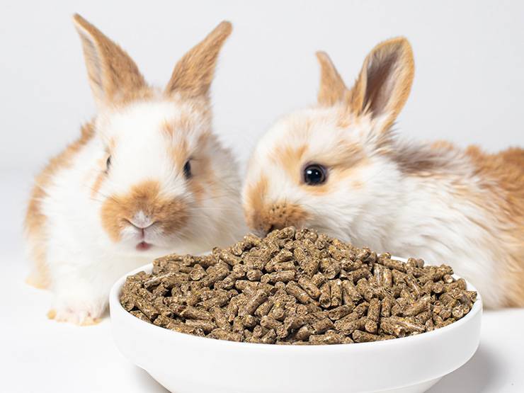 Two beautiful rabbits with a bowl of pellet foods