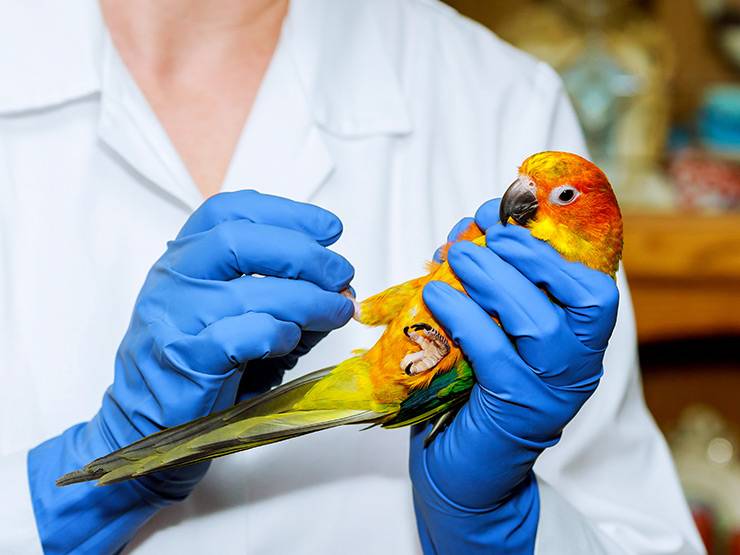 An avian vet examining a parrot