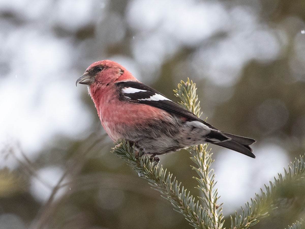 A White-winged Crossbill is perched on a spruce branch